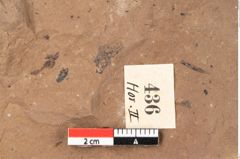 Foto (Detailansicht) von Sparganium acheronticum Unger (NHMW-GEO-2024-0188-0436)
